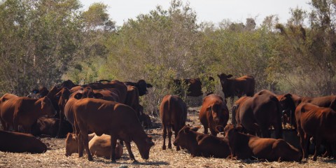 Pardoo Station 23. – 28. März 2016