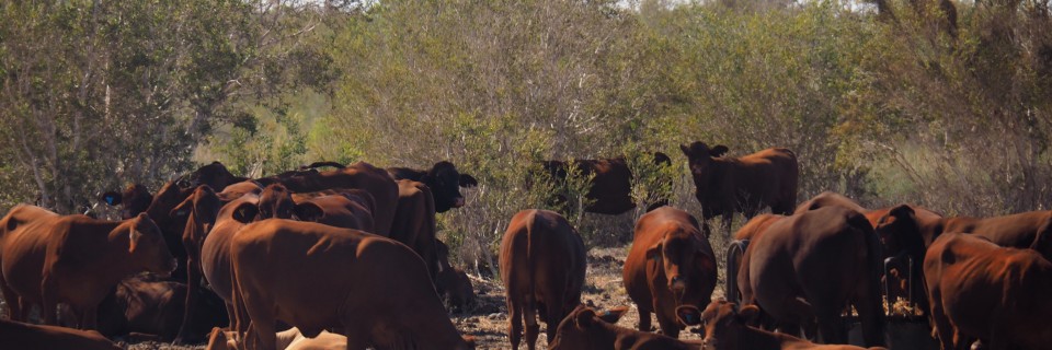 Pardoo Station 23. – 28. März 2016