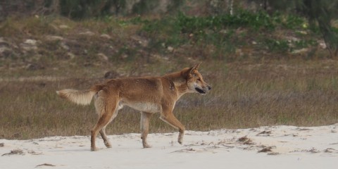 Fraser Island 15. – 18. Juni