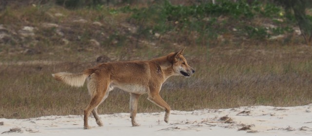 Fraser Island 15. – 18. Juni