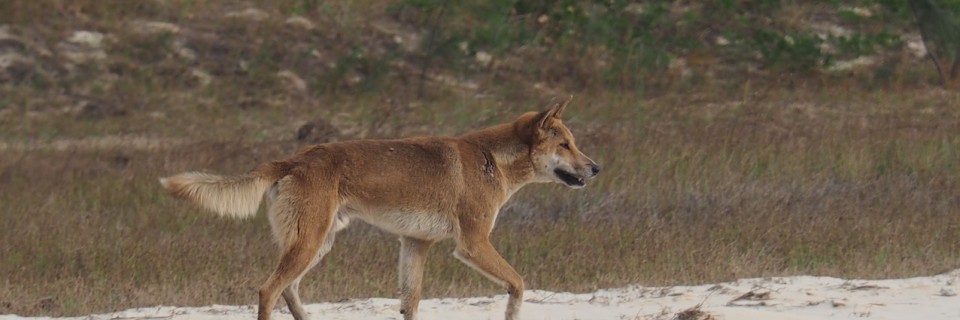 Fraser Island 15. – 18. Juni